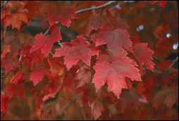 Red Sunset maple