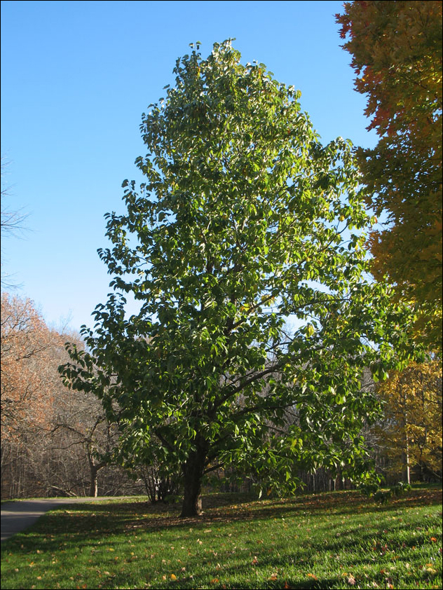 Magnolia