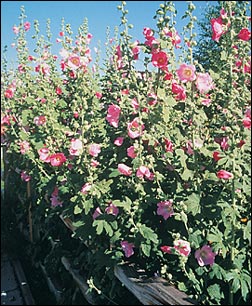 Hollyhock