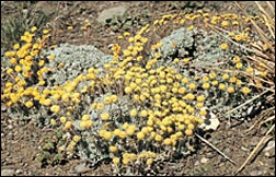 Sulfur Flowered Buckwheat