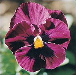 Violet or Pansy