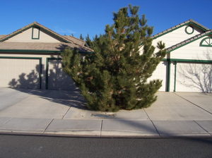 right-tree-wrong-place-austrian-pine-overgrown-site