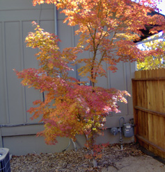Japanese maple and cultivars