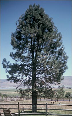 Wind Hardy Trees: Learn About Trees That Can Tolerate Wind