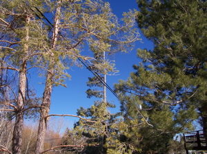 trees-and-power-lines