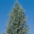 Blue Atlas Cedar Tree Thumbnail Photo