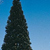 Giant Redwood thumbnail photo