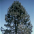 Pine Tree thumbnail photo