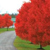 Red Sunset Maple thumbnail photo