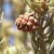 Two-Needle Pinion Pine