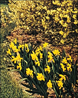 Daffodil, Priors