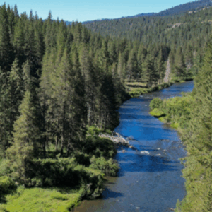 Truckee Forests