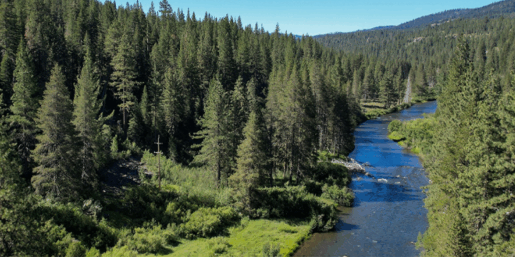 Truckee Forests